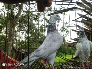 Healthy and Beautiful Pigeon for Sale |