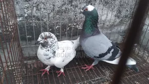 1 Pair of Pigeons