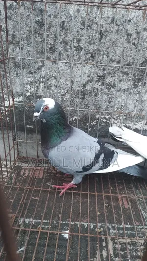 1 Pair of Pigeons