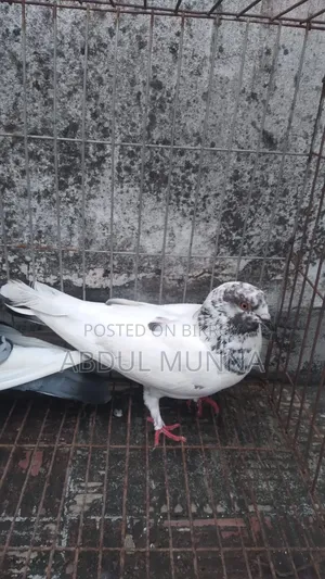 1 Pair of Pigeons