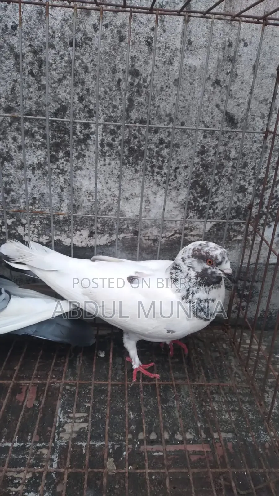 1 Pair of Pigeons