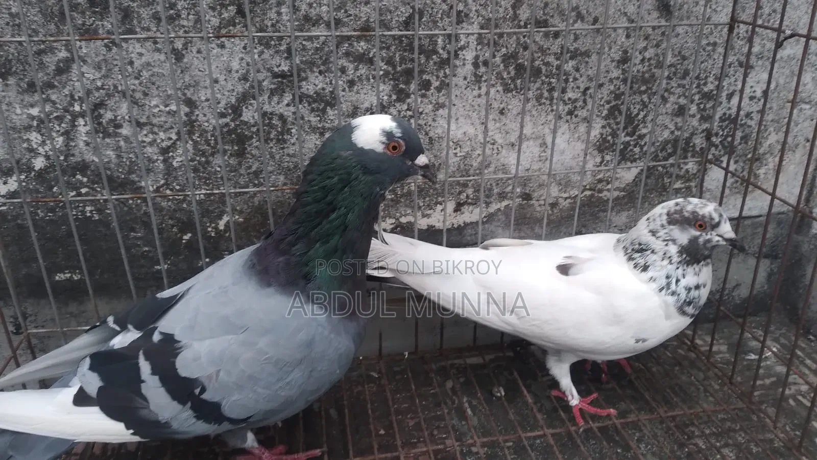 1 Pair of Pigeons