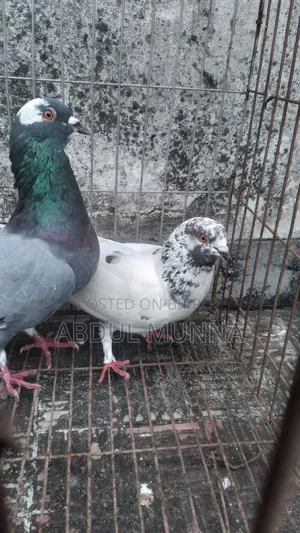 1 Pair of Pigeons