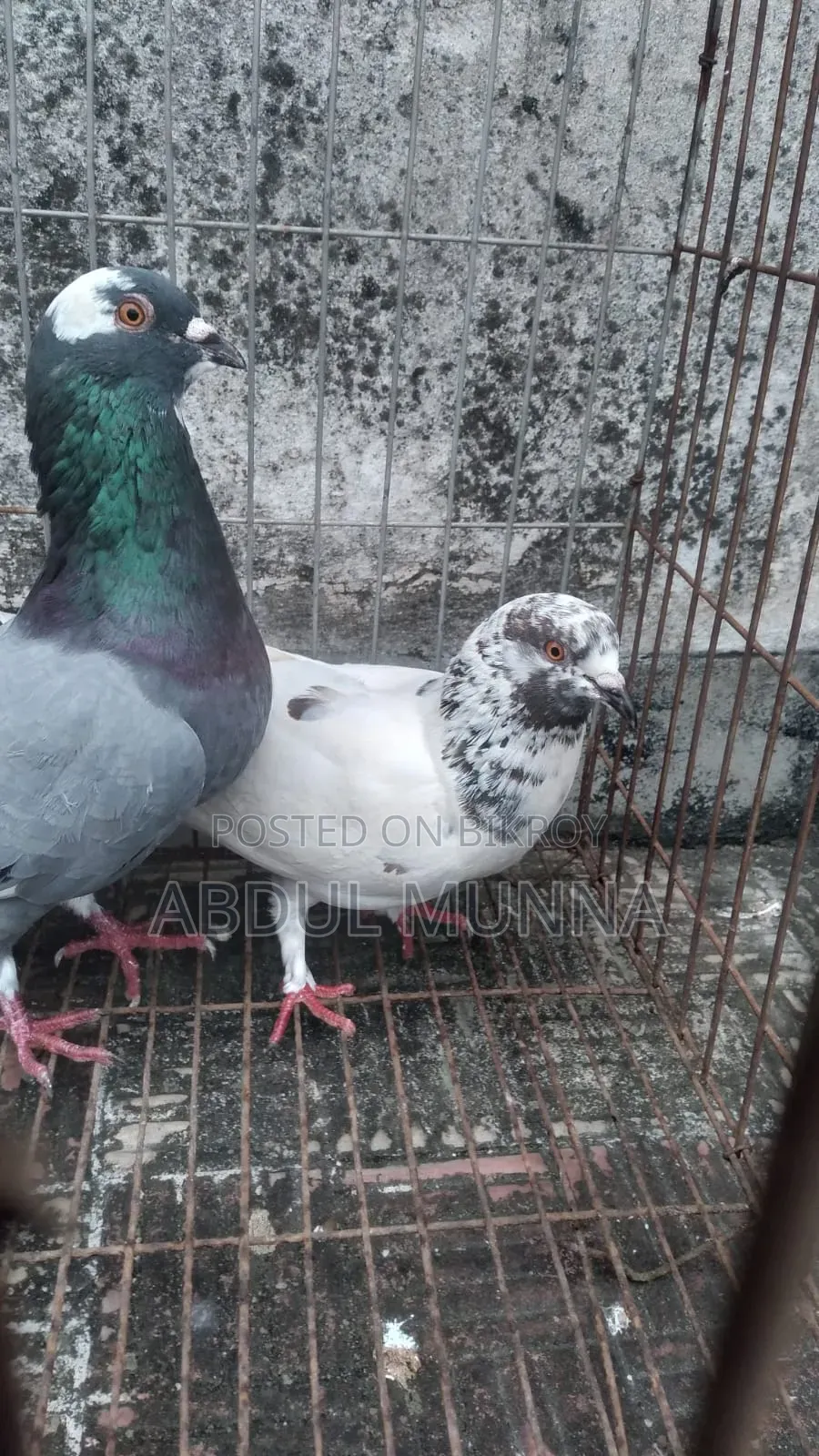 1 Pair of Pigeons