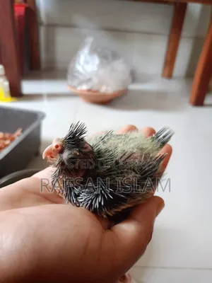 Cockatiel Baby