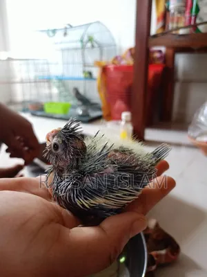 Cockatiel Baby