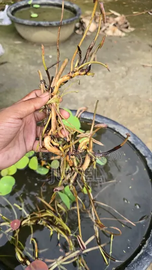 পদ্ম ফুল গাছের টিউবার বিক্রি হবে