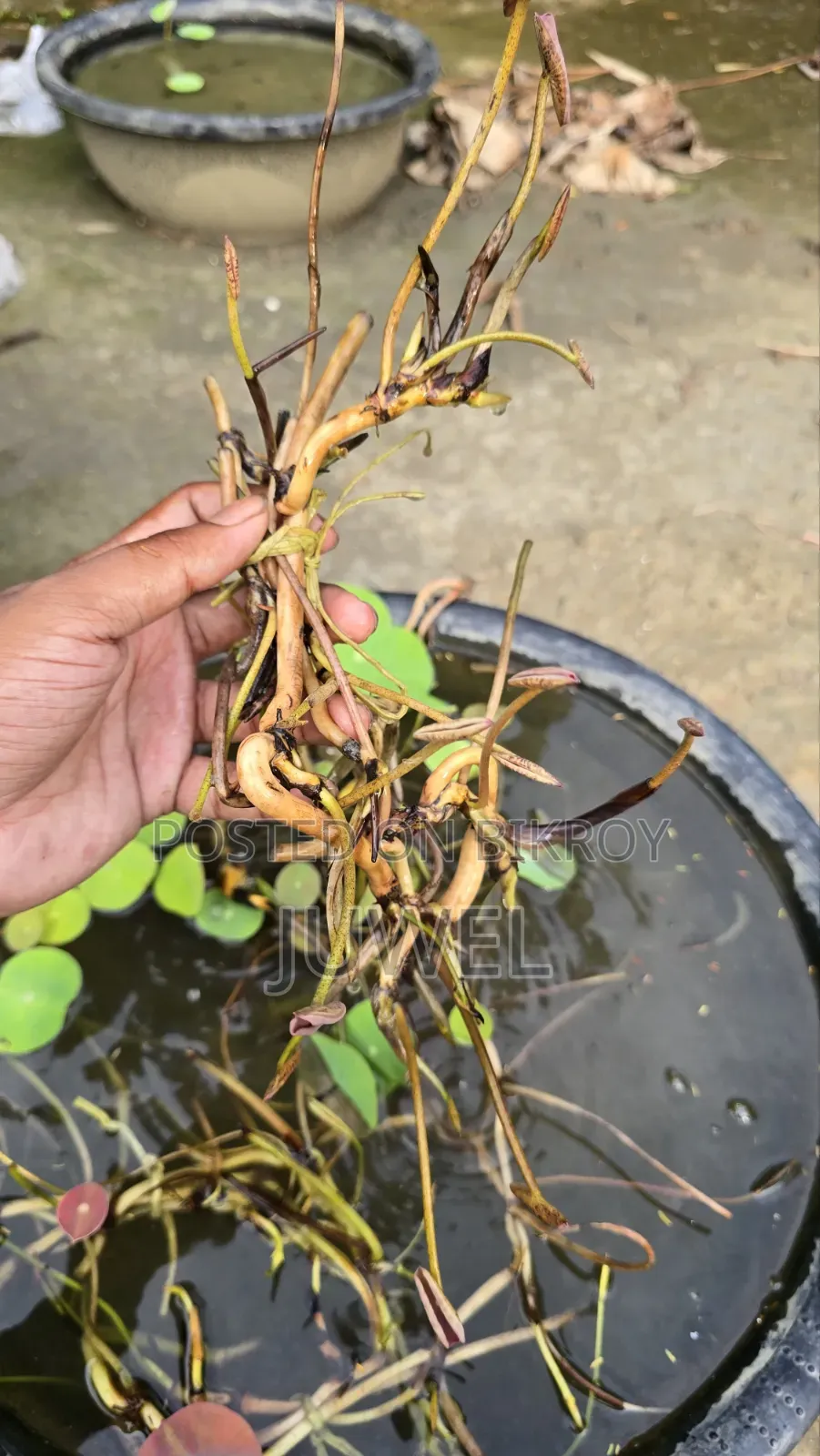 পদ্ম ফুল গাছের টিউবার বিক্রি হবে