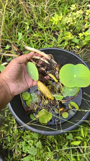 পদ্ম ফুল গাছের টিউবার বিক্রি হবে