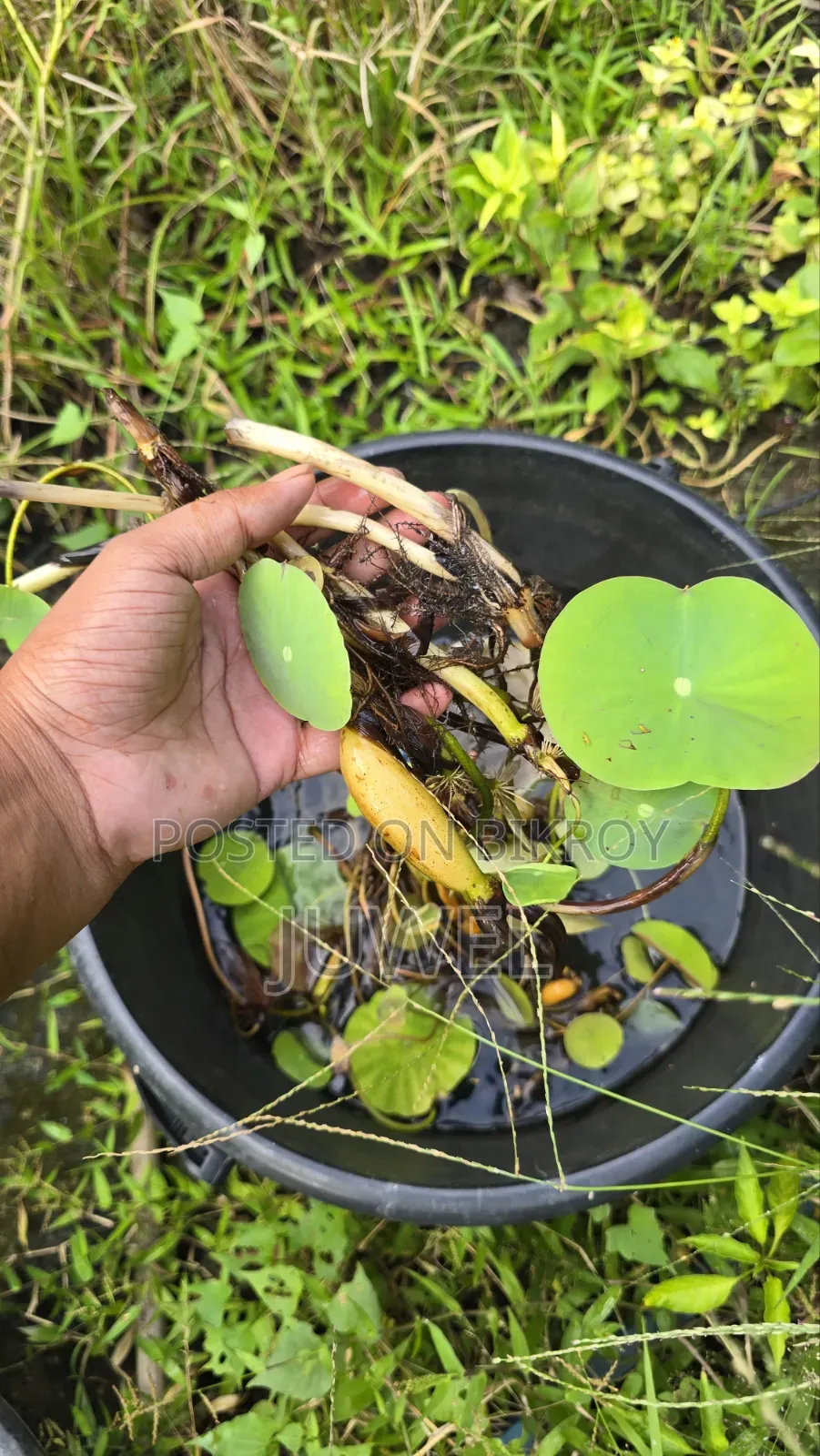 পদ্ম ফুল গাছের টিউবার বিক্রি হবে