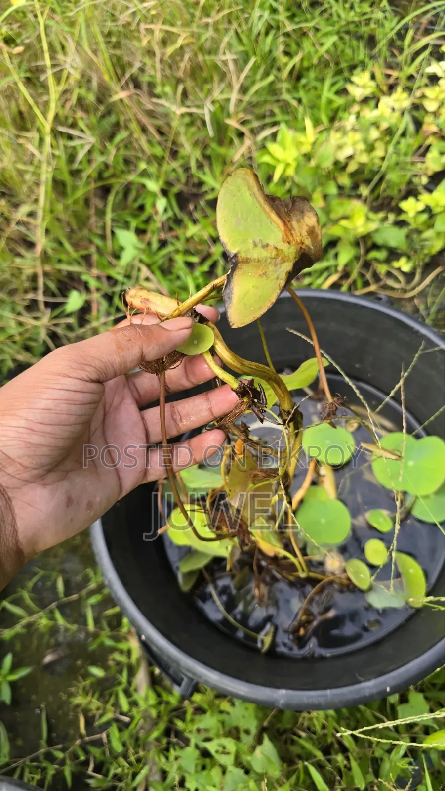 পদ্ম ফুল গাছের টিউবার বিক্রি হবে