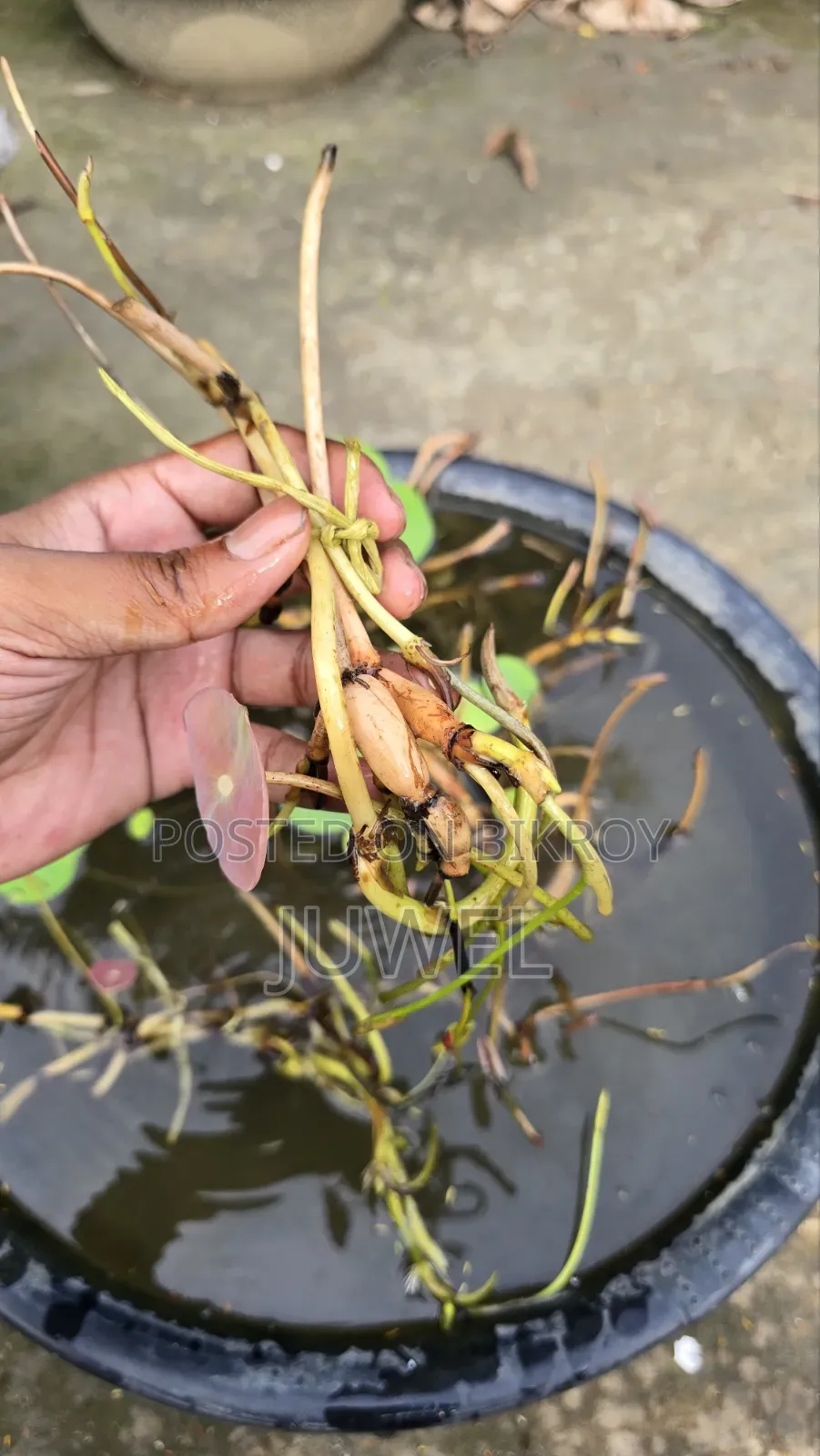 পদ্ম ফুল গাছের টিউবার বিক্রি হবে