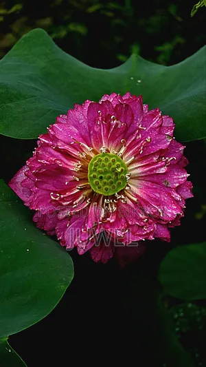 পদ্ম ফুল গাছের টিউবার বিক্রি হবে
