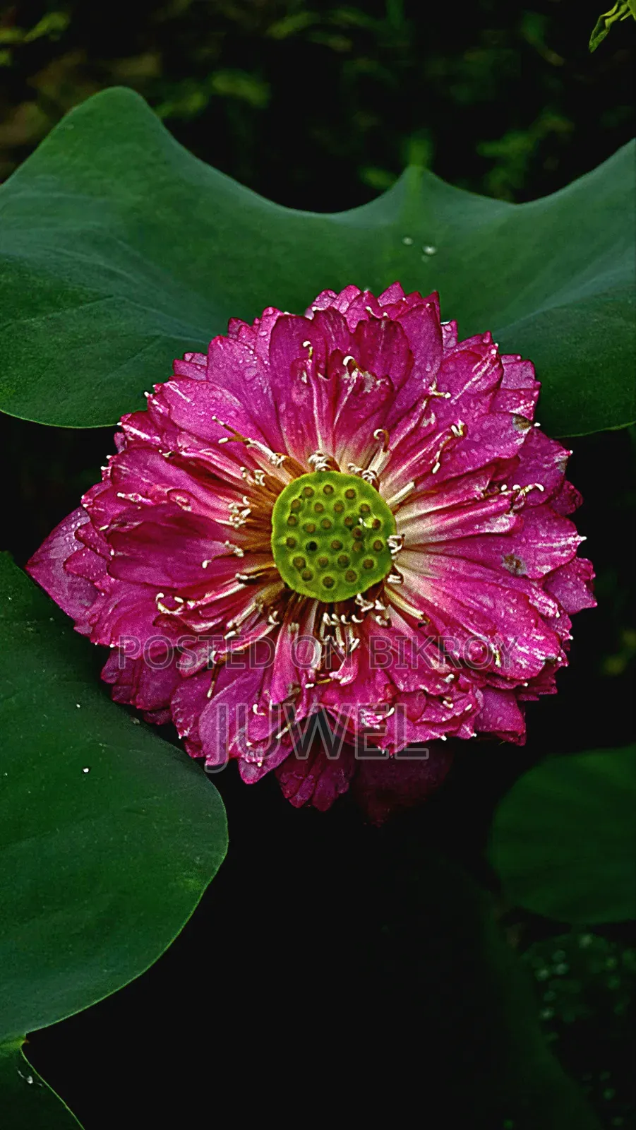 পদ্ম ফুল গাছের টিউবার বিক্রি হবে