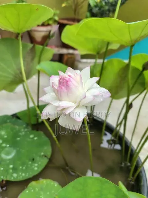 পদ্ম ফুল গাছের টিউবার বিক্রি হবে