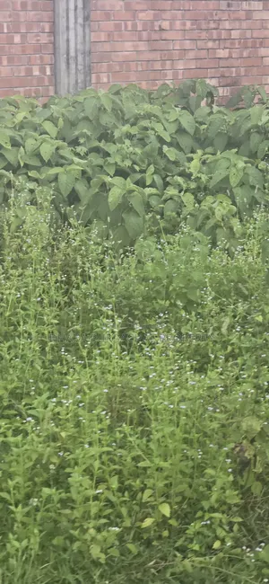 Expatriate Category 5 Katha Plot for Sale Next to Rajuk Sector 24 Forest