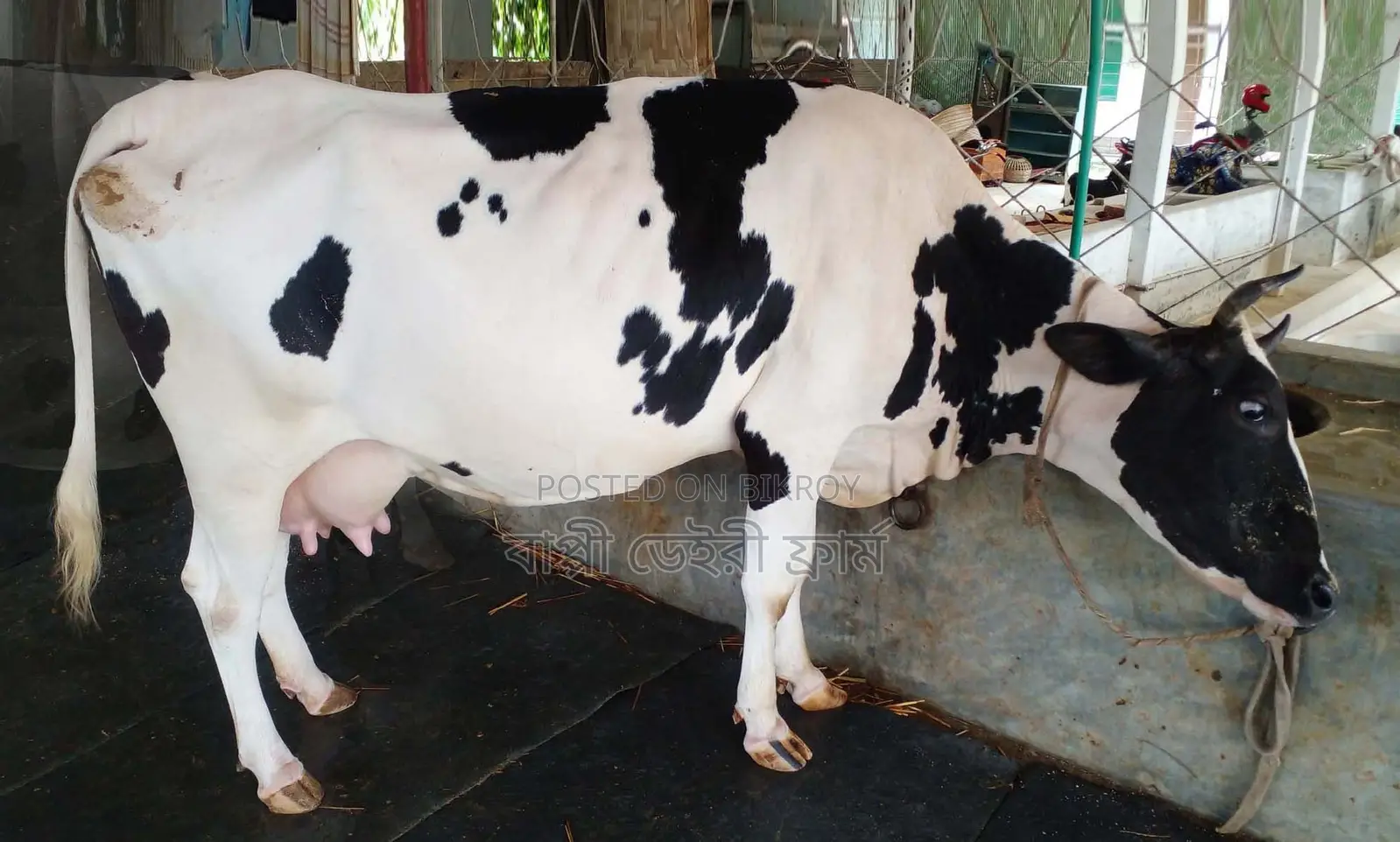 ১৫৫৬নং উন্নত জাতের গাভী গরু ।