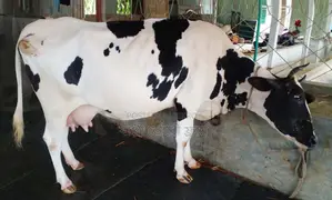 ১৫৫৬নং উন্নত জাতের গাভী গরু ।