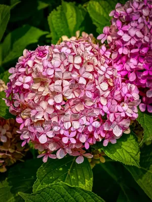 হুয়াওয়ে পি২০ প্রো ১২৮ জিবি কালো