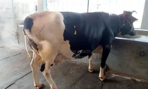 No. 1557 Good Quality Dairy Cow.