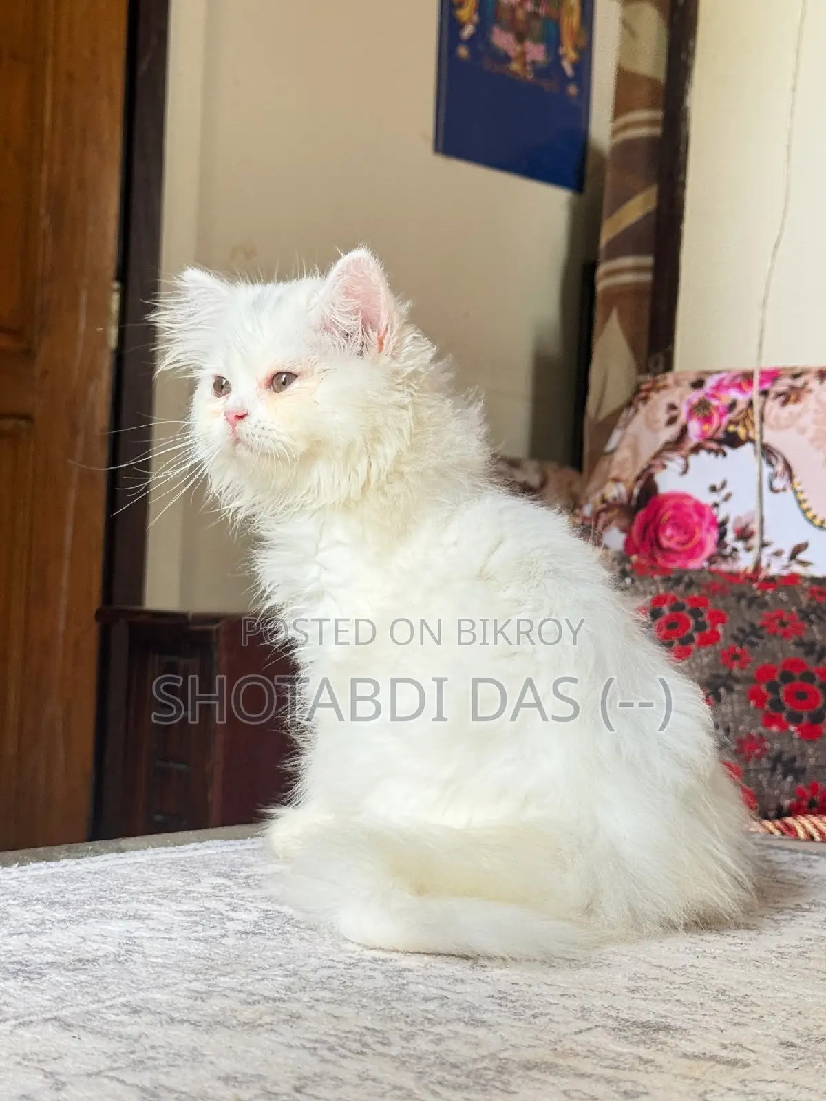 1-3 months Female Purebred Persian