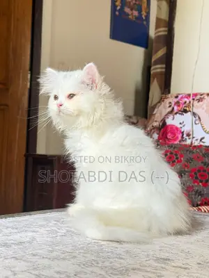 1-3 months Female Purebred Persian