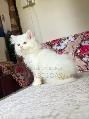 1-3 months Female Purebred Persian