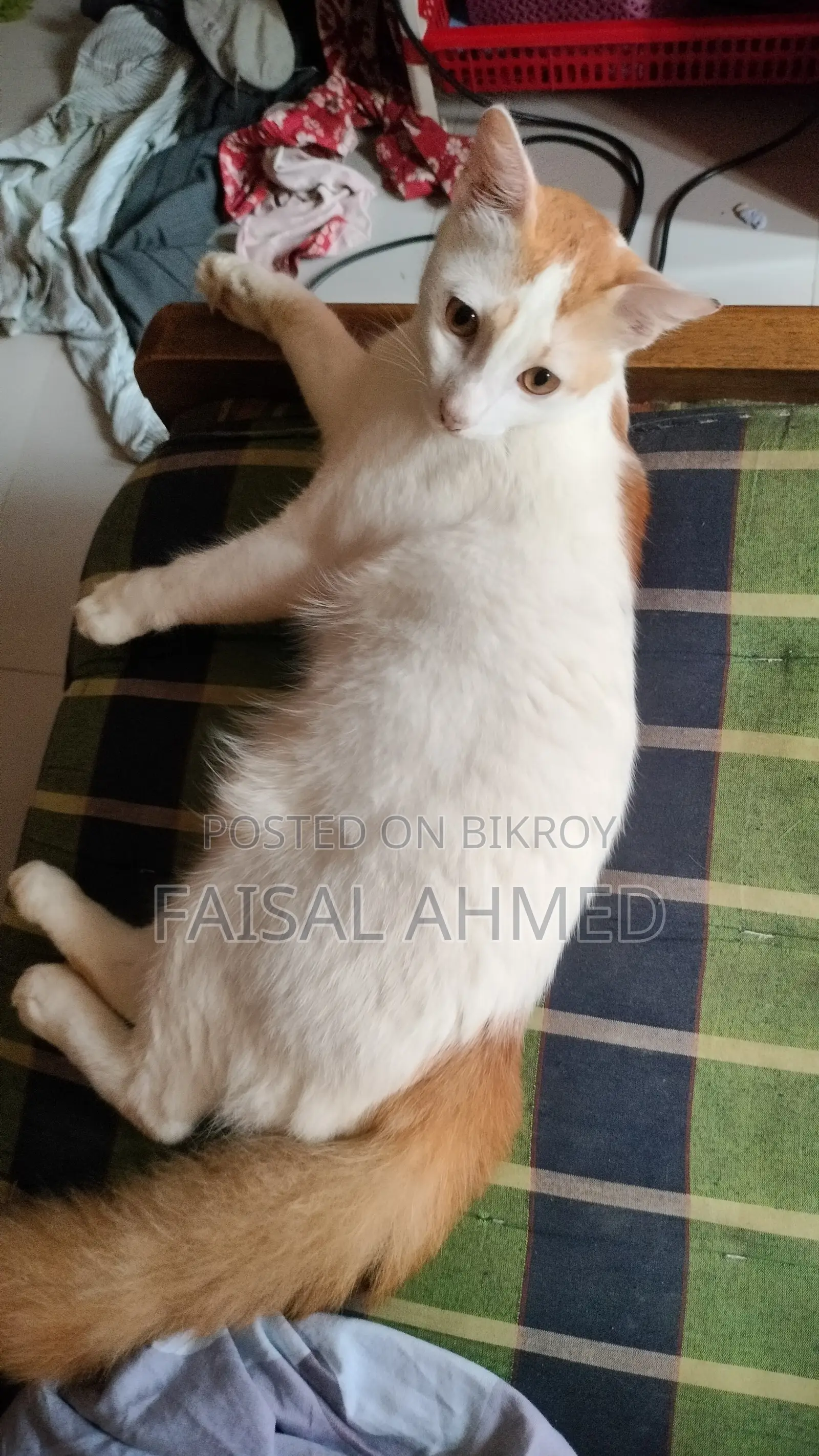 6-12 Months Male Mixed Breed Persian