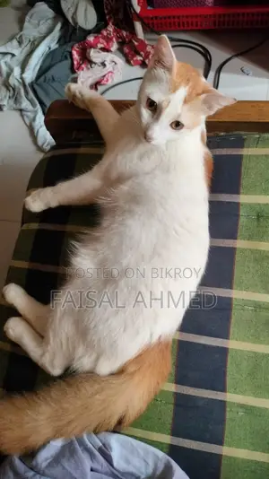 6-12 Months Male Mixed Breed Persian