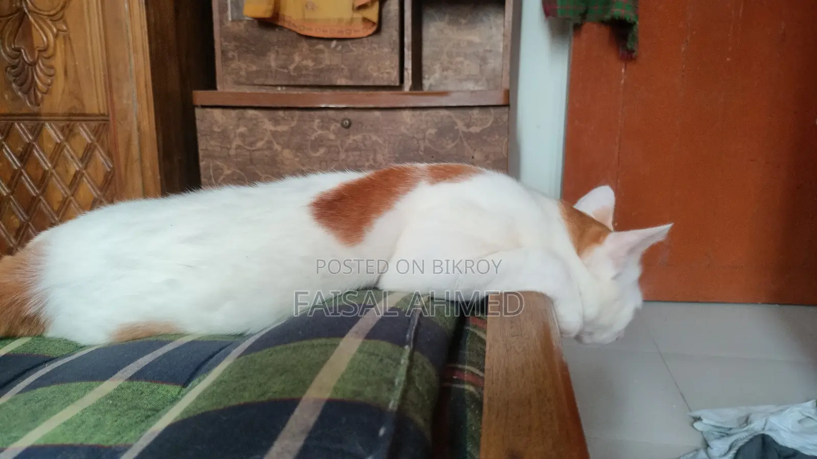 6-12 Months Male Mixed Breed Persian
