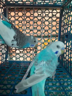 ২জোরা বাজিগার পাখি রানিং পেয়ার বা হাত বদল করতে পারেন