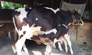 ১৫৫৮ নং ফ্রিজিয়ান জাতের গাভী বিক্রয় হবে।