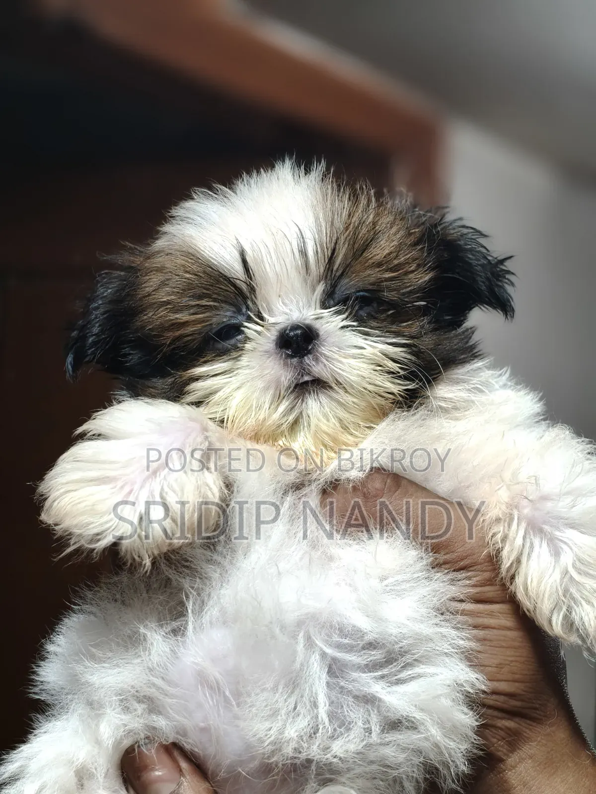 1-3 Months Male Purebred Shih Tzu
