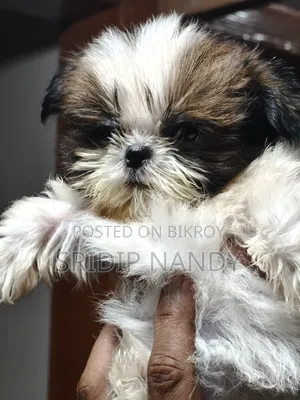1-3 Months Male Purebred Shih Tzu