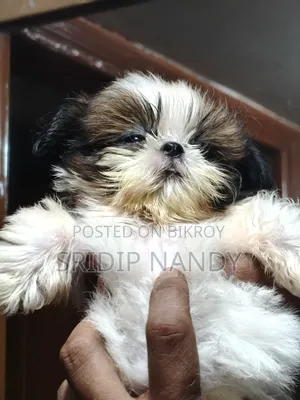 1-3 Months Male Purebred Shih Tzu