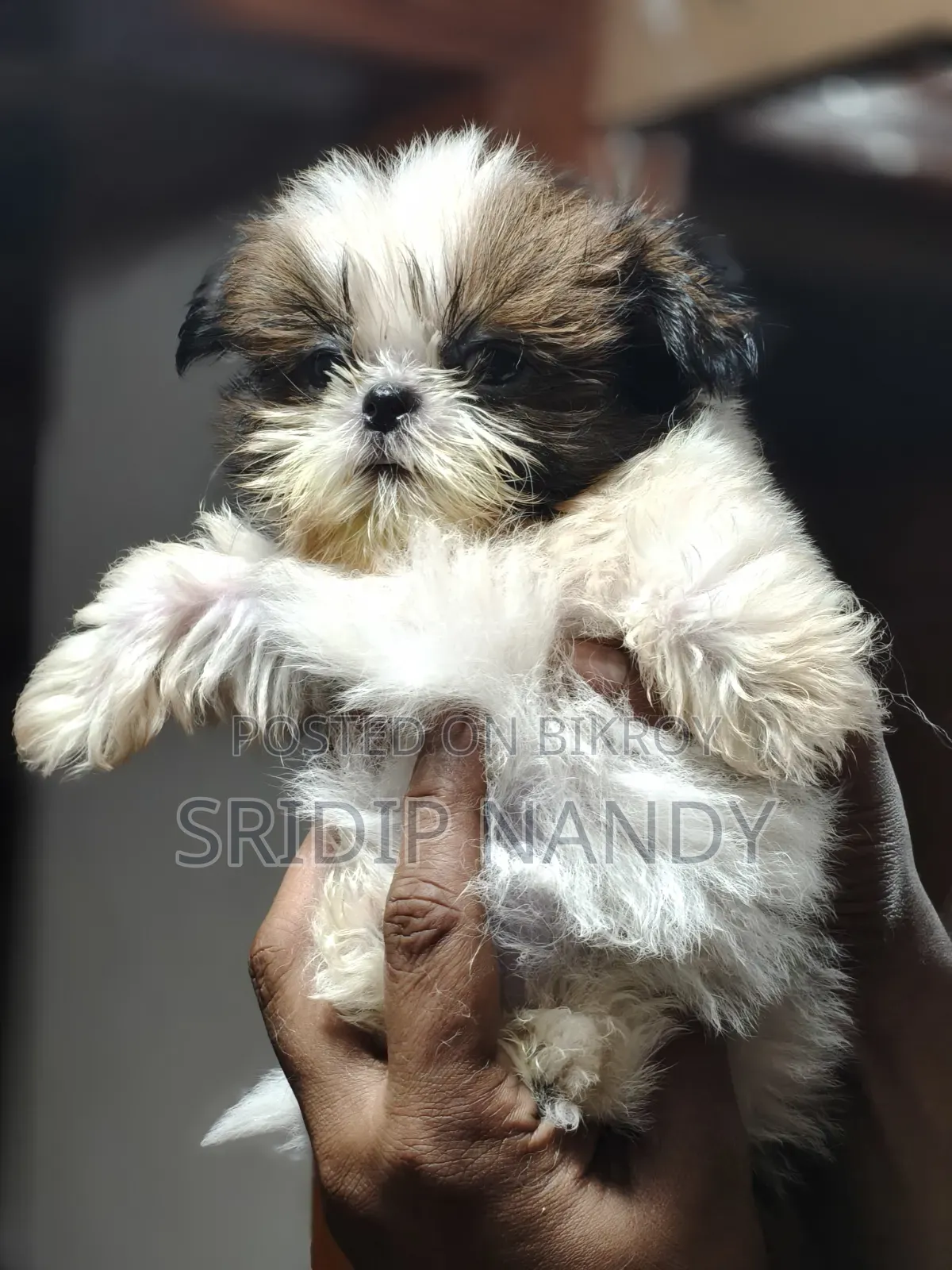 1-3 Months Male Purebred Shih Tzu