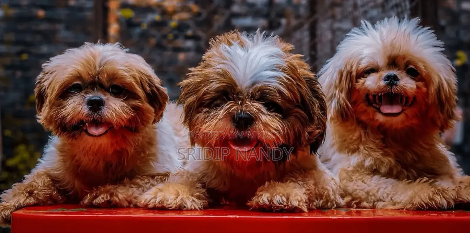 1-3 Months Male Purebred Shih Tzu