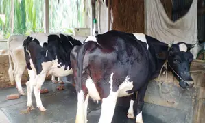 Buy 3 dairy cows together, memo number 1559, at a low price.