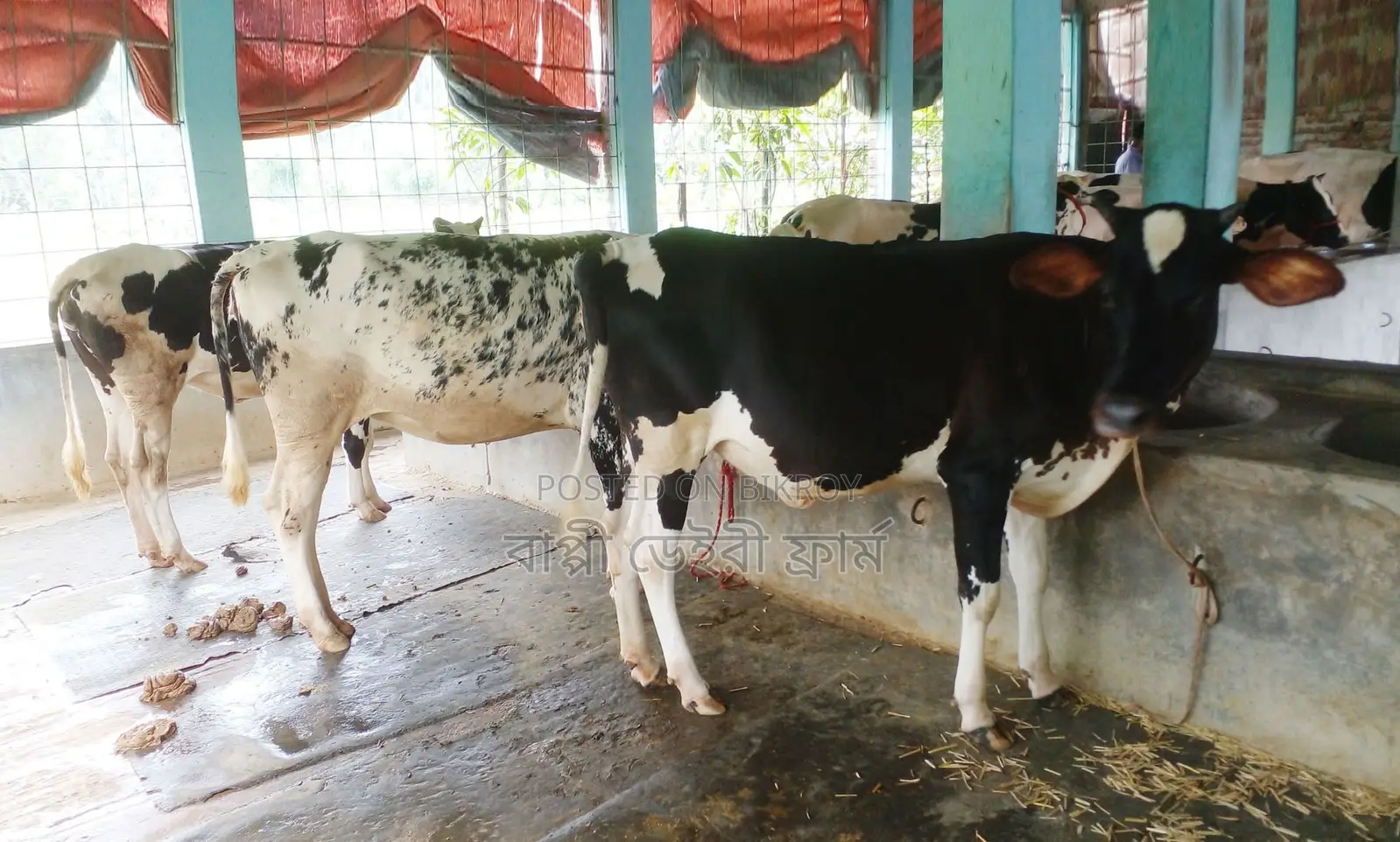 Buy 3 heifers number 1560 together at a low price.