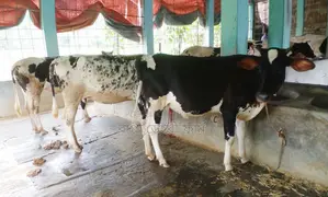 Buy 3 heifers number 1560 together at a low price.