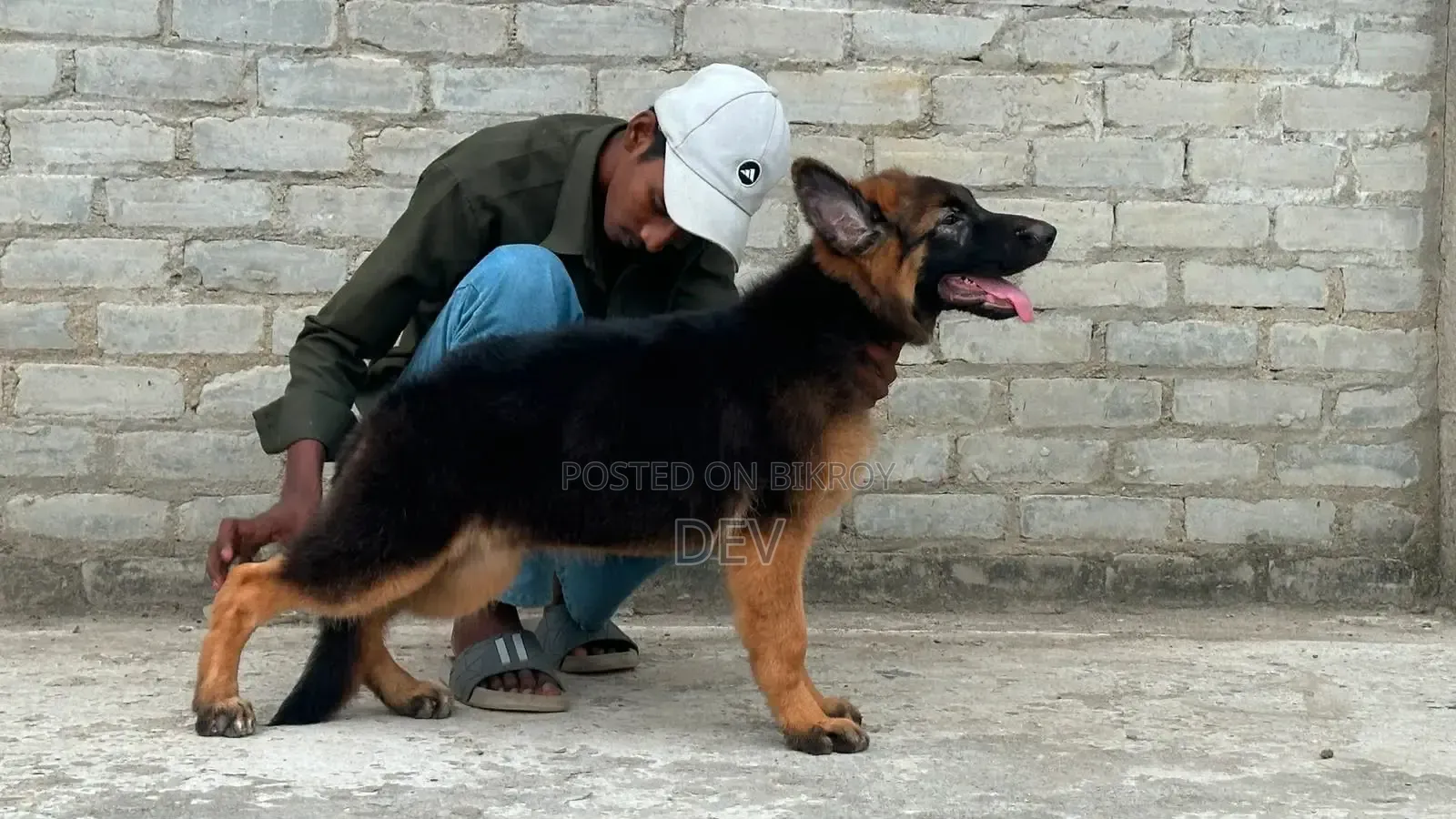 1-3 Months Male Purebred German Shepherd
