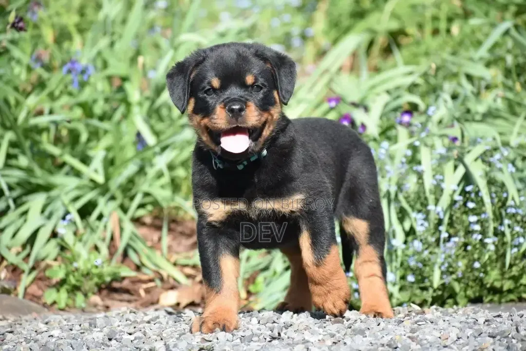 1-3 Months Male Purebred German Shepherd