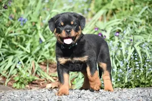1-3 Months Male Purebred German Shepherd