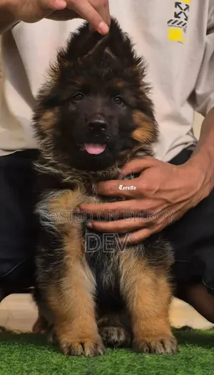 1-3 Months Male Purebred German Shepherd