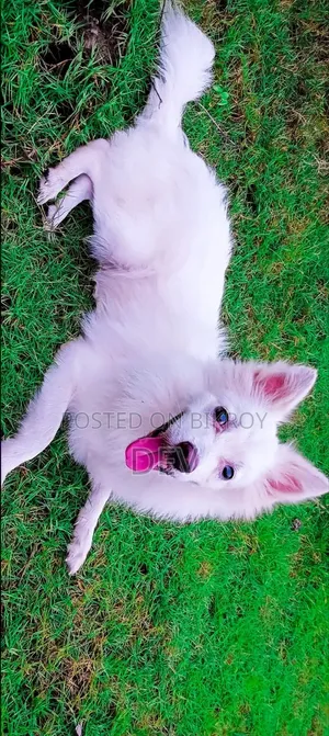 1-3 Months Male Purebred German Shepherd