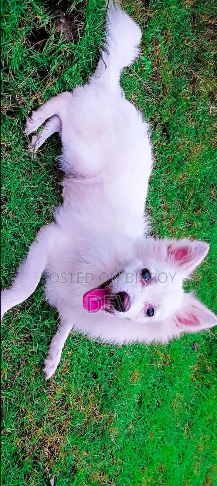 1-3 Months Male Purebred German Shepherd