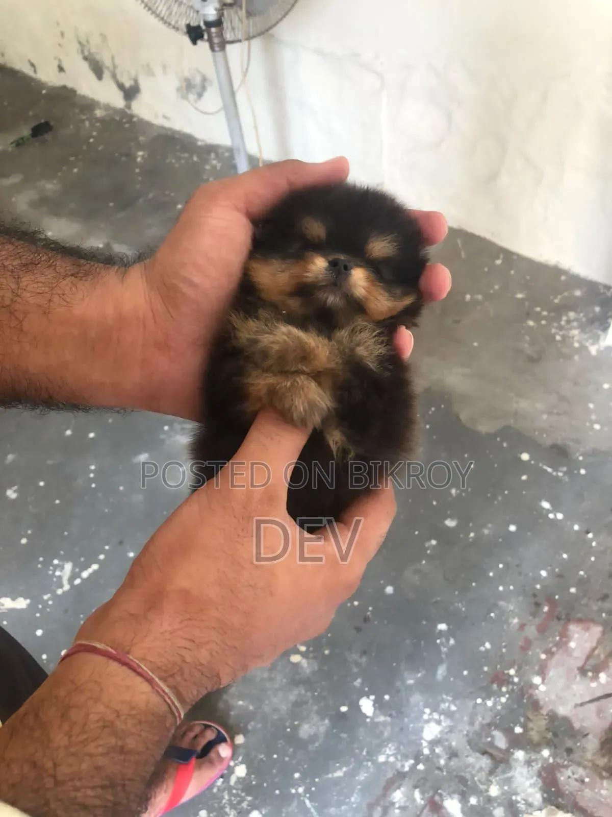 1-3 Months Male Purebred German Shepherd