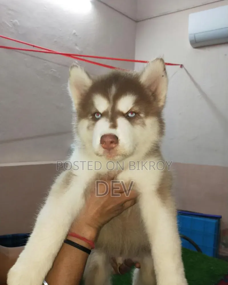 1-3 Months Male Purebred German Shepherd
