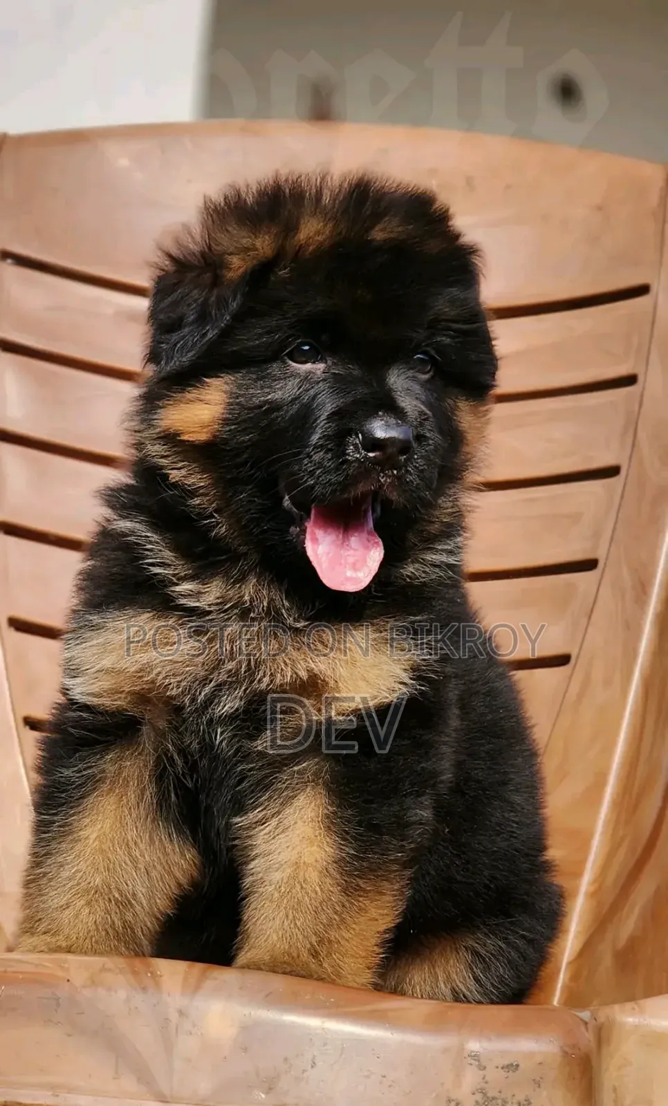 1-3 Months Male Purebred German Shepherd