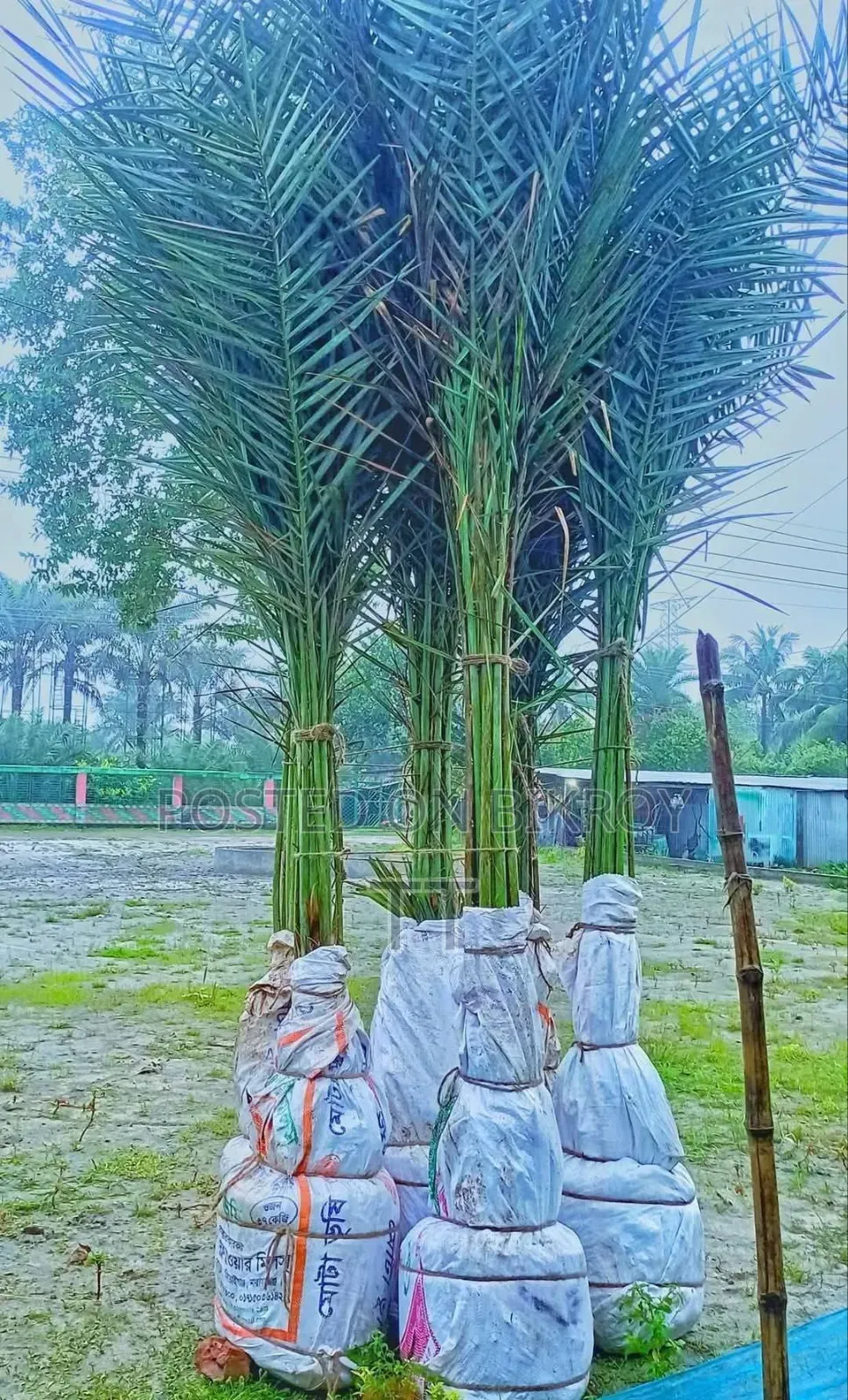 Saudi Date Palm Tree